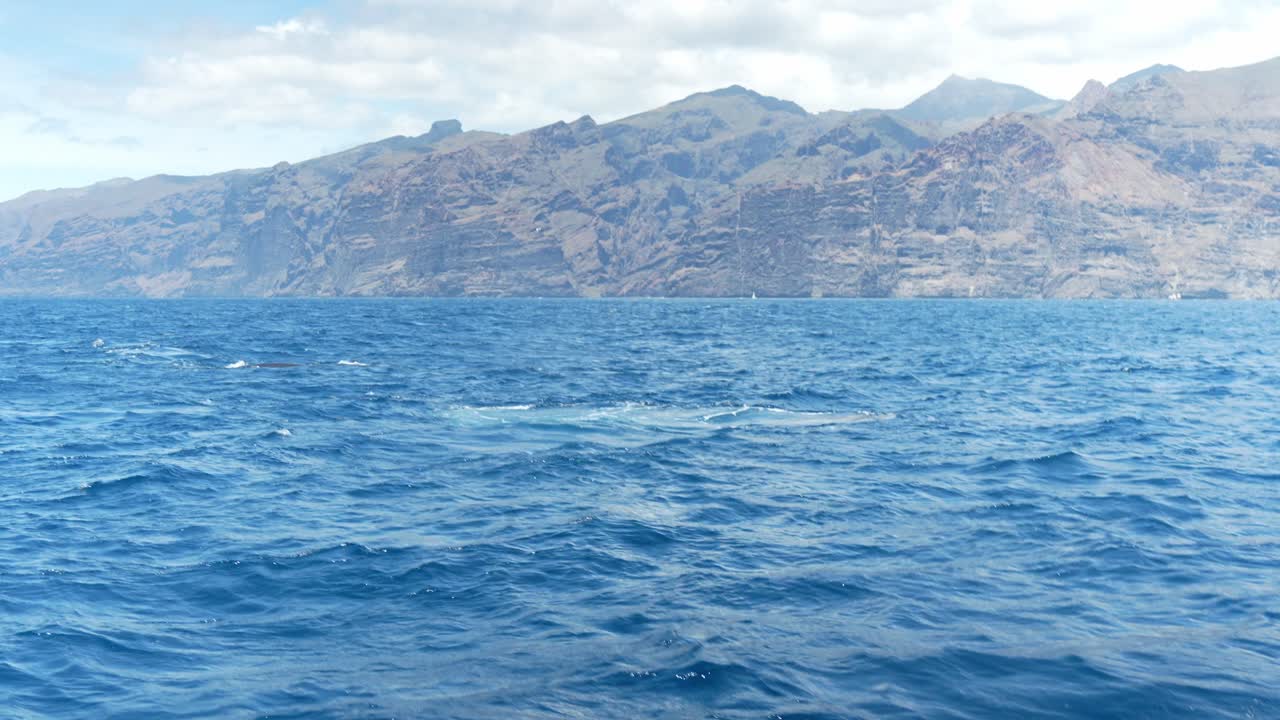 Magnificent scene of Bryde's whales swimming to the water surface to exhale