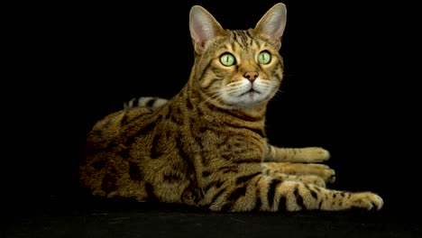 4k bengal cat on black background