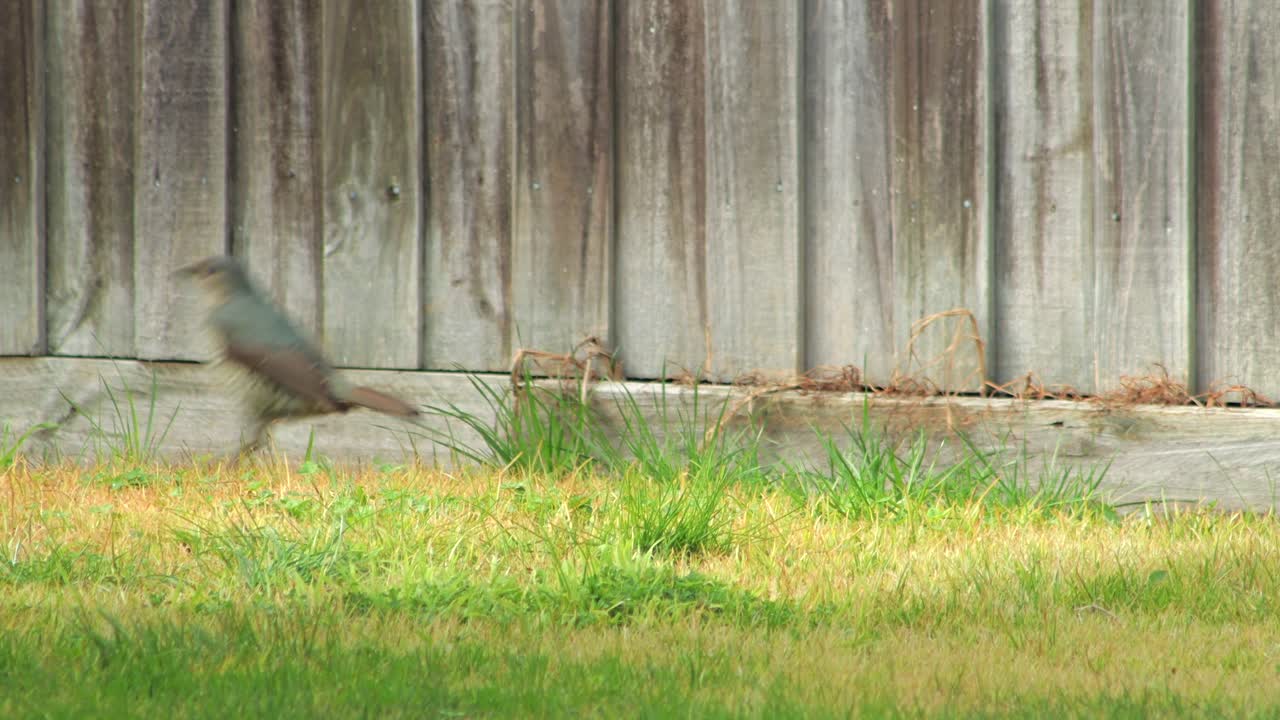 Satin Bowerbird Female Eating Grass In Garden Then Jumps Away Daytime Australia, Victoria, Maffra, Gippsland