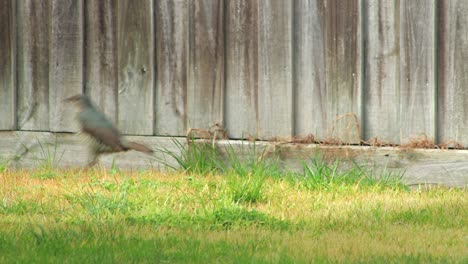 satin bowerbird female eating grass in garden then jumps away daytime australia, victoria, maffra, gippsland