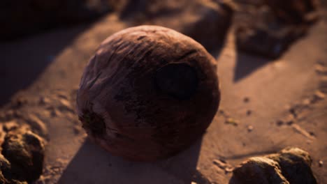 brown coconut on the beach sand