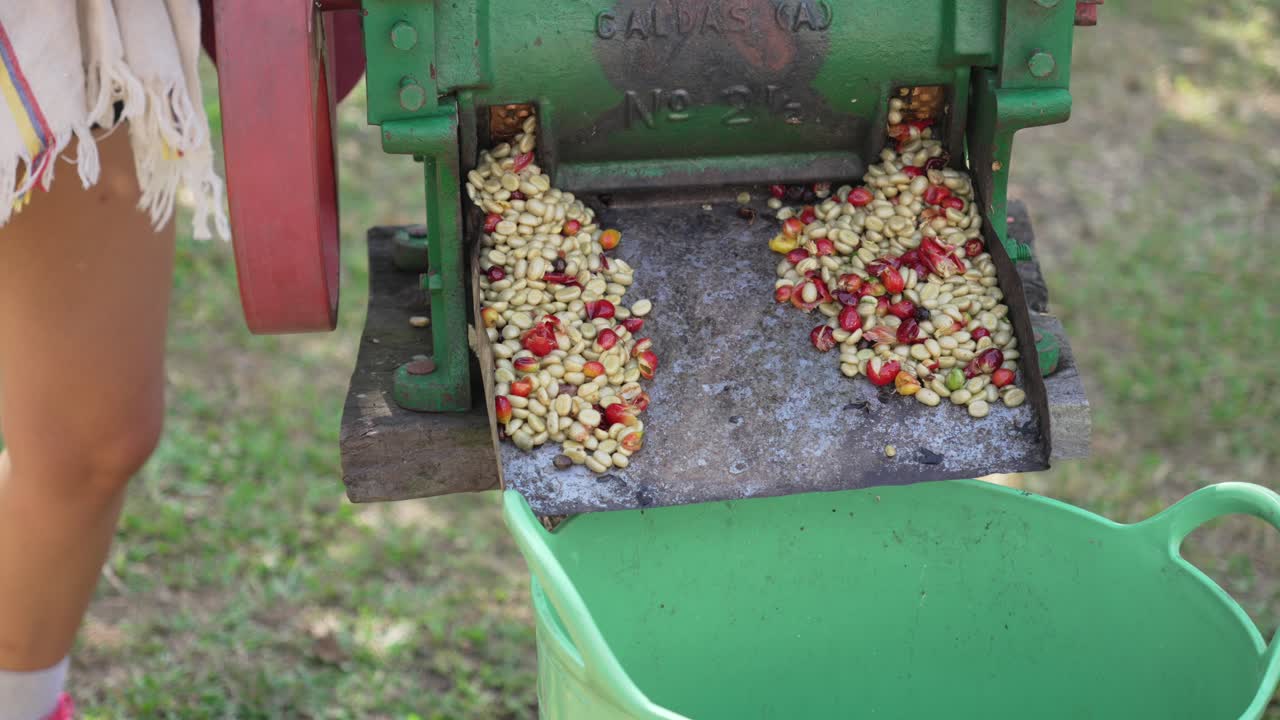 Robusta coffee beans cleaning selection process how is made in Colombia