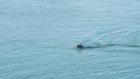 Solitary-harbor-seal-swimming-in-calm-sea-and-diving-underwater