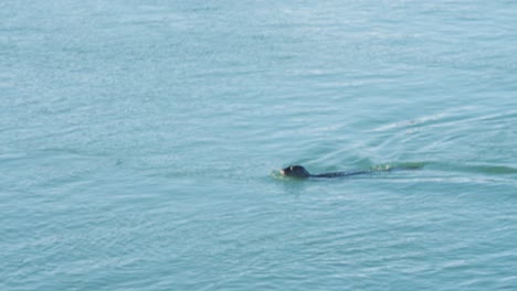 Foca-De-Puerto-Solitaria-Nadando-En-Mar-Tranquilo-Y-Buceando-Bajo-El-Agua