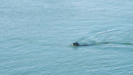 foca del puerto solitaria nadando en el mar tranquilo y buceando bajo el agua