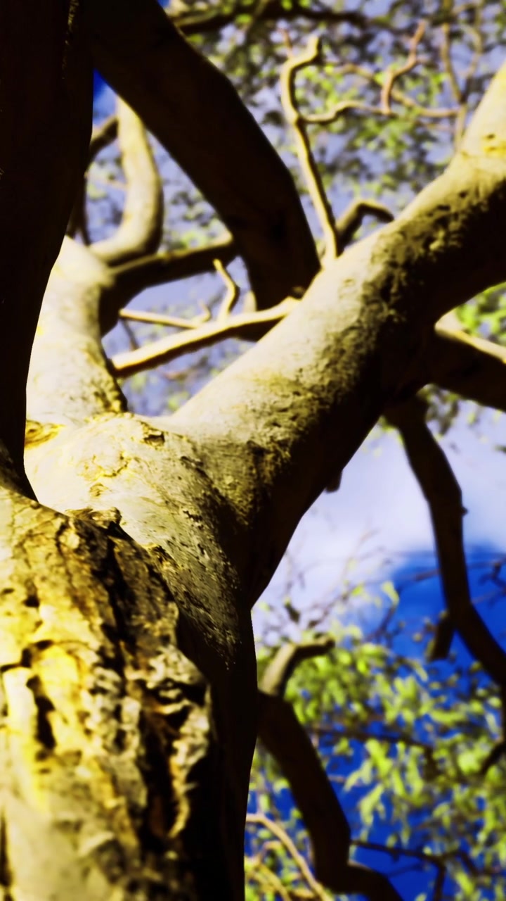 Branches of a tree in bright sunlight against a blue sky with few clouds