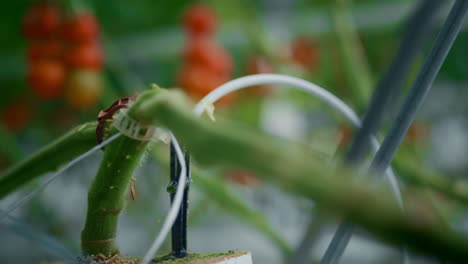 Green-plant-stem-vegetable-farming-closeup.-Macro-branch-growth-process-industry