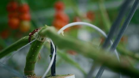 green plant stem vegetable farming closeup. macro branch growth process industry