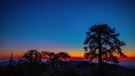 a beautiful red and orange sunset in a clear blue sky behind some old pine trees