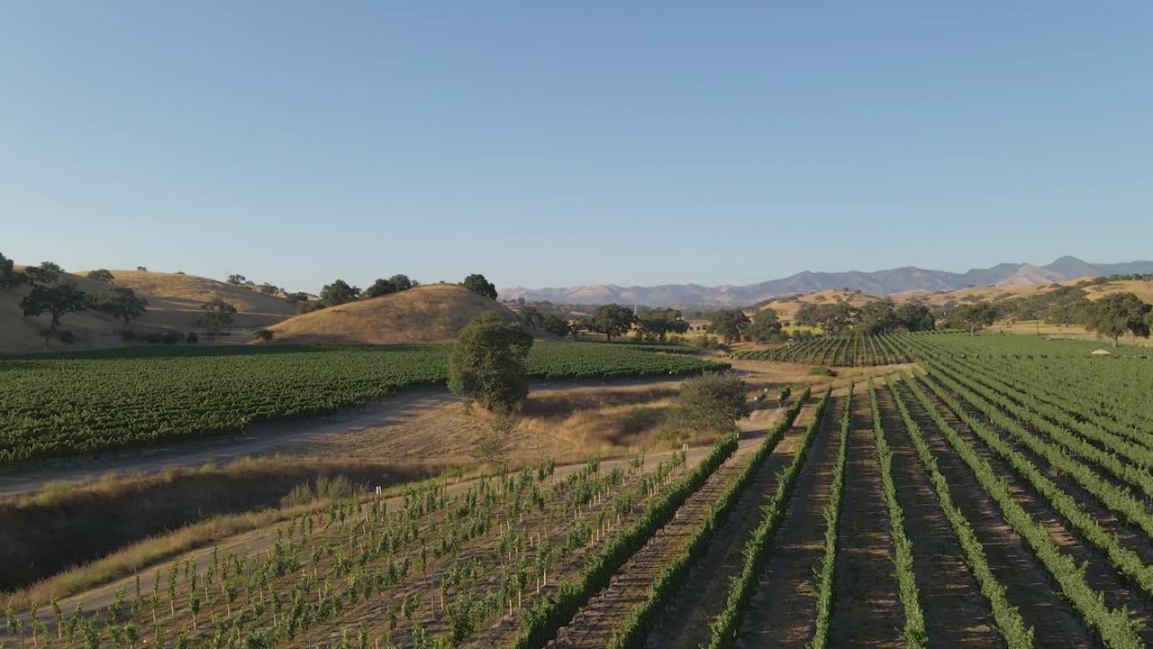 Grapes growing in a vineyard in Napa Valley California