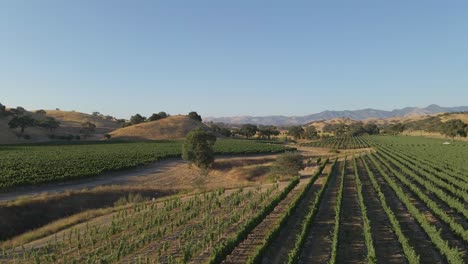 grapes growing in a vineyard in napa valley california