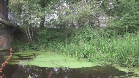 A-wide,-side-view-of-a-Glasgow-canal-with-thick-green-algae