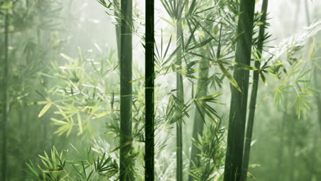 bamboo forest of southern china