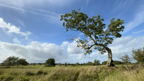 Un-Timelapse-De-Nubes-Blancas-Pasando-Por-Un-Cielo-Azul-Brillante-Con-Un-Viejo-árbol-Doblado-En-Primer-Plano,-Warwickshire,-Inglaterra