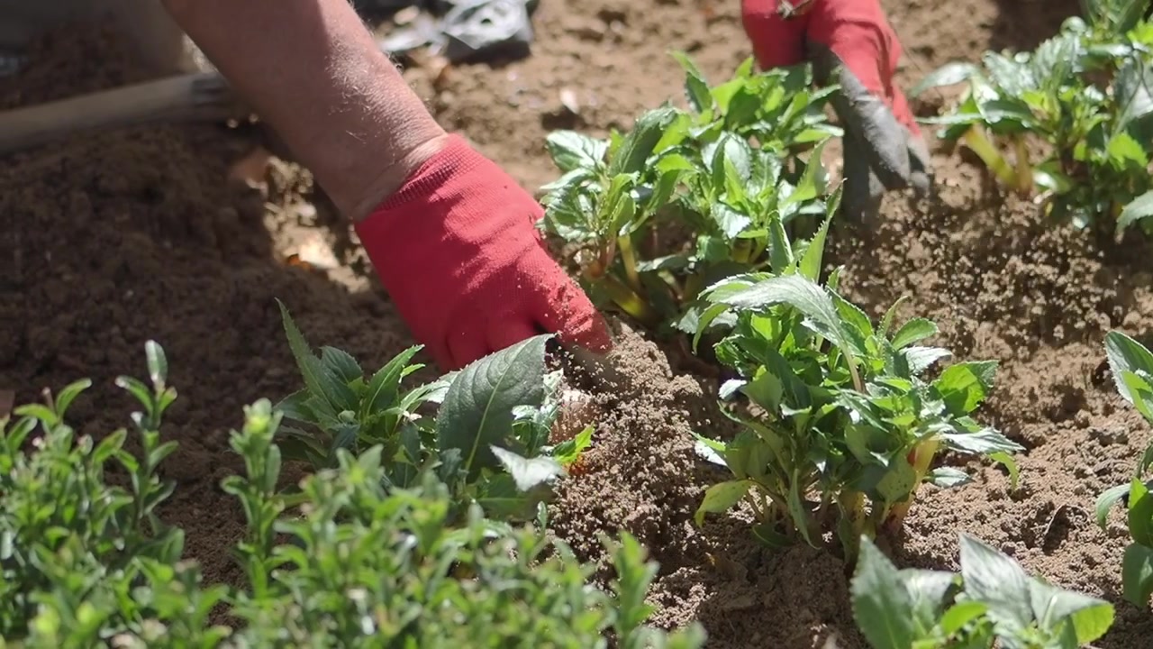 Giardiniere che mette a dimora piantine verdi nel terreno
