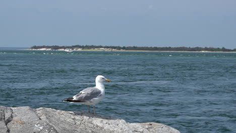 A-seagull-sitting-on-a-rock-with-the-waves-of-the-ocean-in-the-background