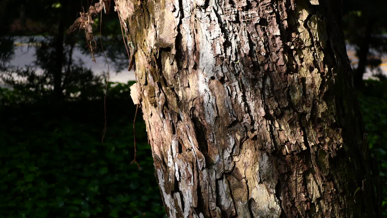 오크 질감 에 있는 자연적 인 초록색 모스 의 클로즈업