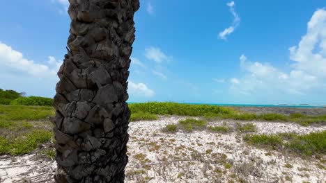 Nahaufnahme-Der-Palmenstruktur-Mit-Naturstrandhintergrund,-Schwenk-Nach-Rechts-Mit-Blick-Auf-Das-Grasbewachsene-Meer