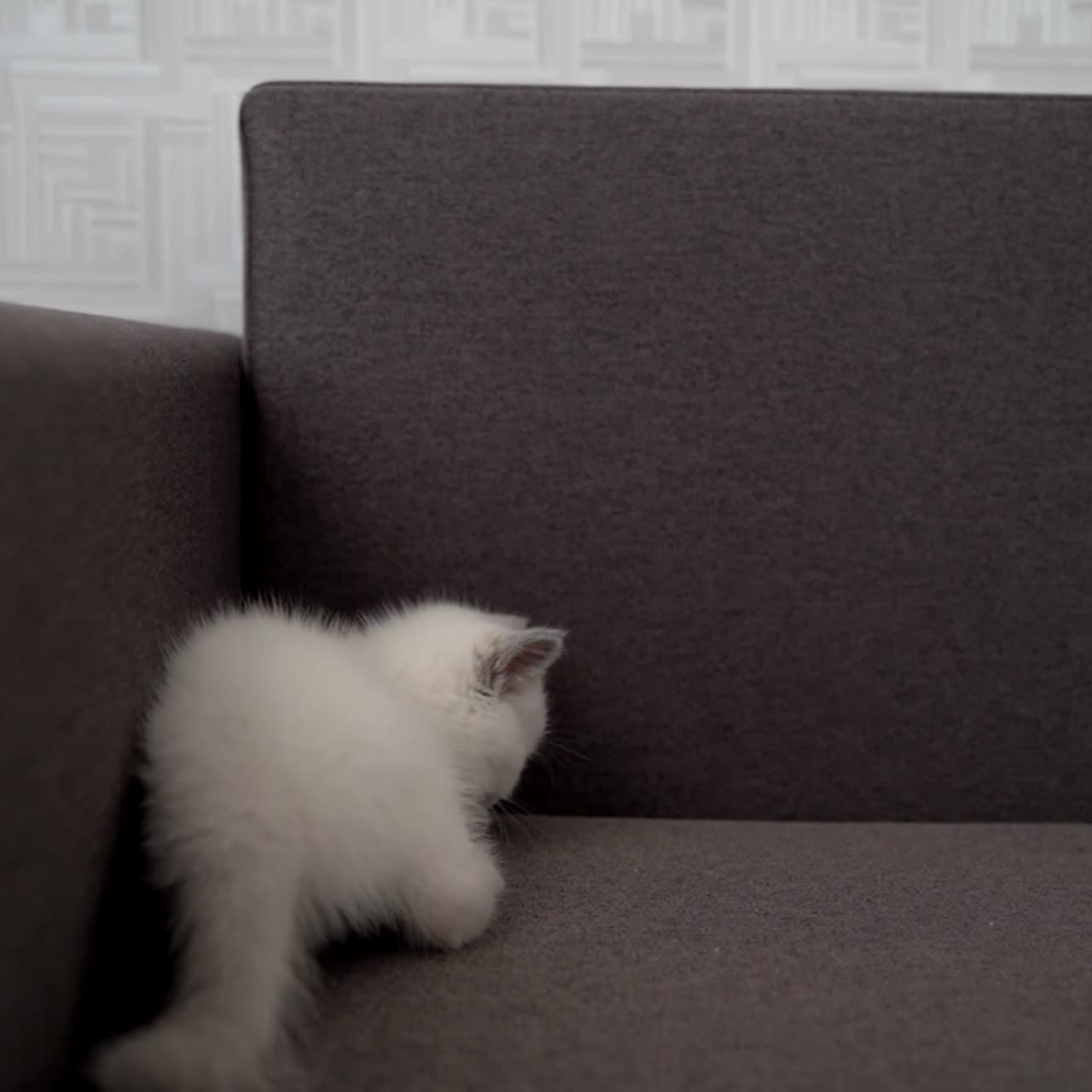 Gatto che gioca a casa