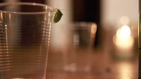 Loxa-Adherida-A-Un-Vaso-De-Plástico-Por-La-Noche-En-Verano.