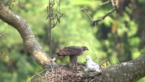 Ein-Javanischer-Habichtsadler-Und-Seine-Küken-Sind-In-Ihrem-Nest-In-Freier-Wildbahn