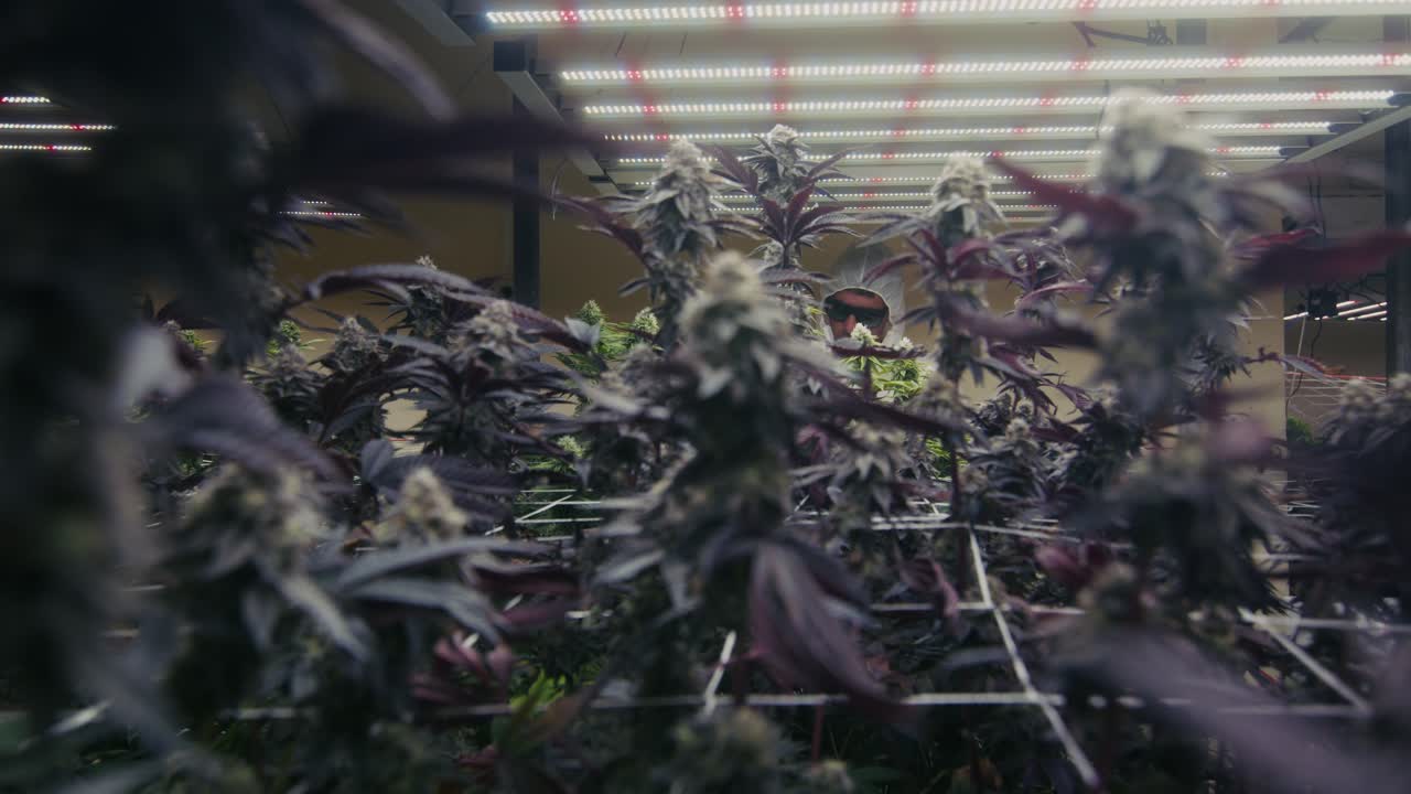 Indoor Cannabis Cultivation Facility