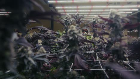 indoor cannabis cultivation facility