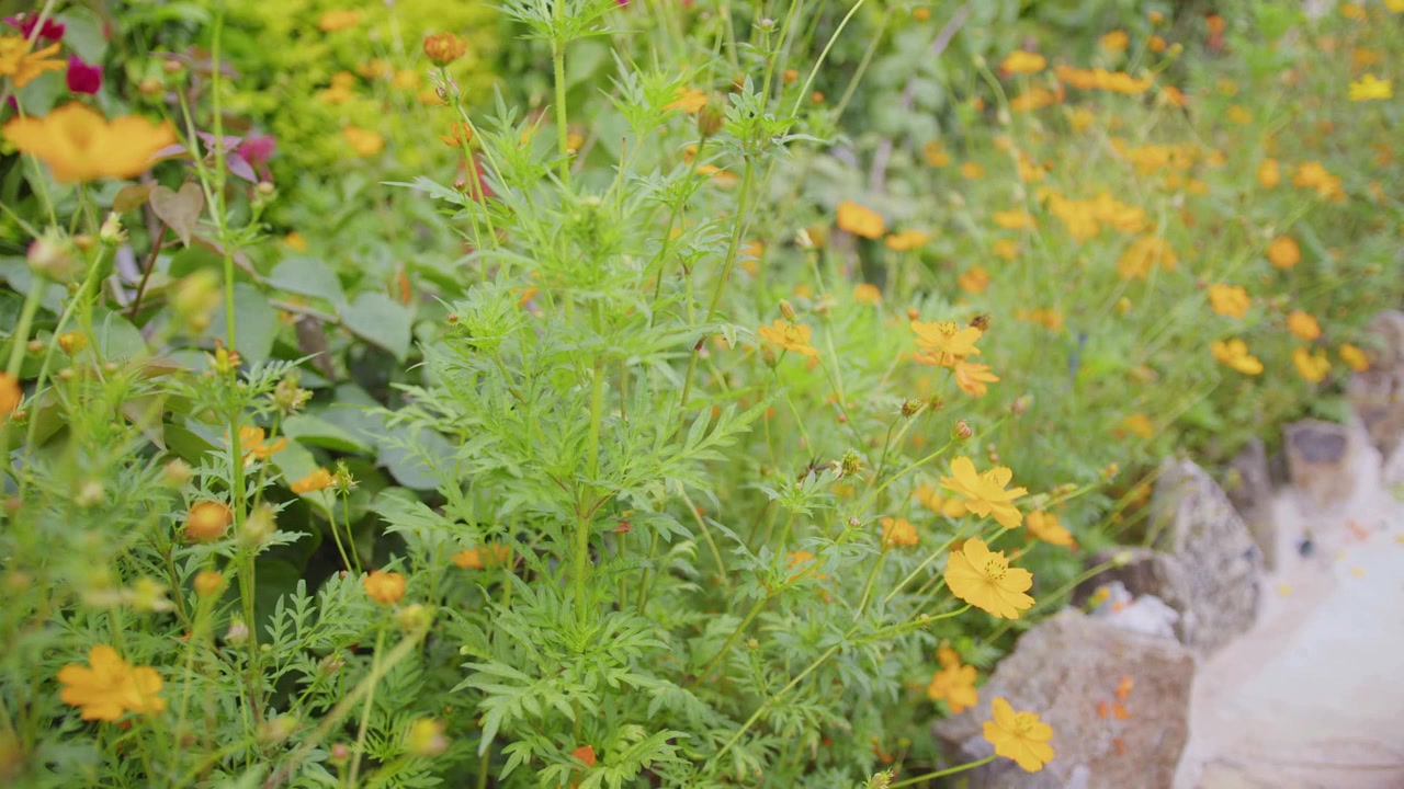 Flower Garden and Vegetation 3
