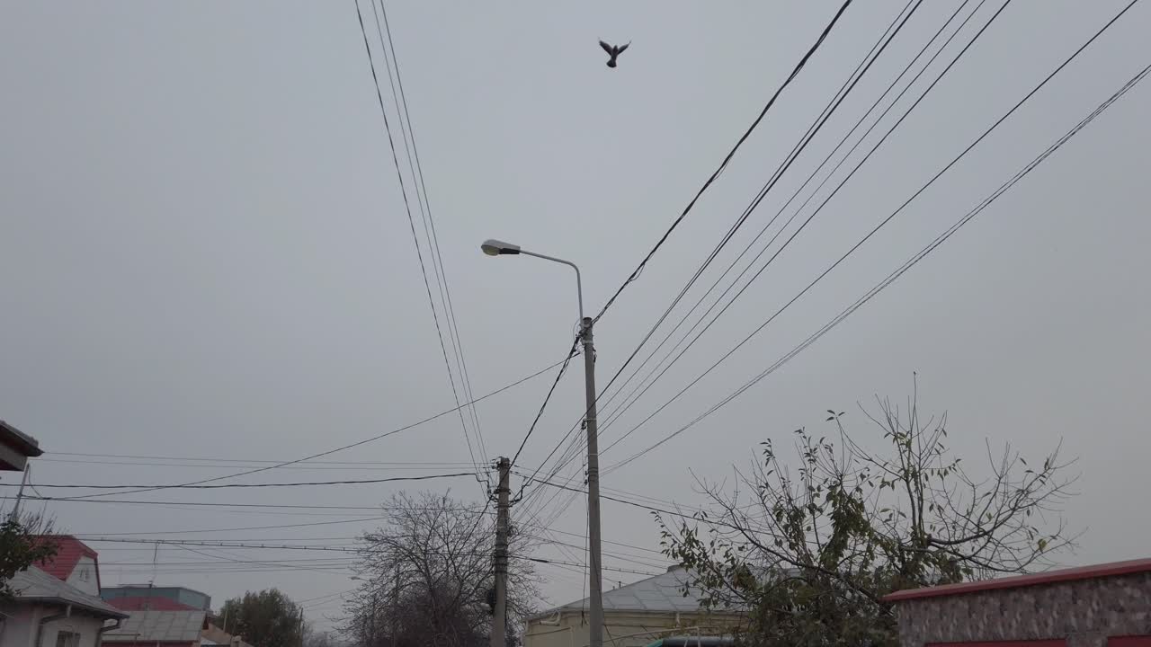 cuervo en cámara lenta tomando vuelo desde un cable