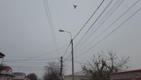cuervo en cámara lenta tomando vuelo desde un cable
