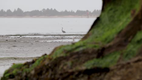 a crane walking in the mud at low tide in the bay hunting for food