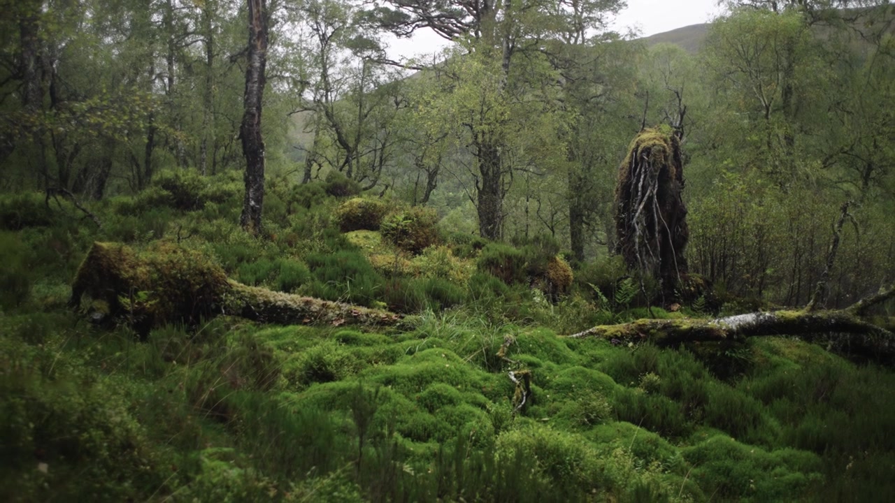 Foresta primordiale, nelle Highlands scozzesi.