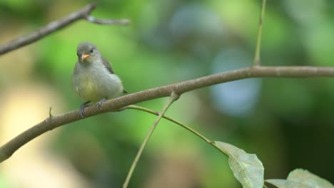 Un-Polluelo-Pájaro-Carpintero-De-Vientre-Naranja-Mueve-ágilmente-Una-Rama-Y-Luego-Hace-Caca