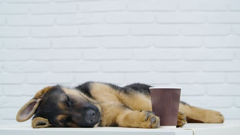 pretty puppy sleeping in studio near cup of coffee-to-go