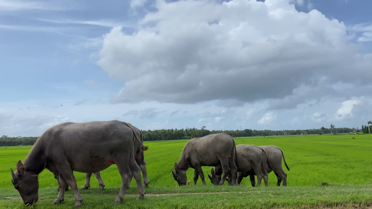 인도네시아, 자바 섬의 시골 목초지에서 풀을 먹고 있는 국내 버팔로 무리