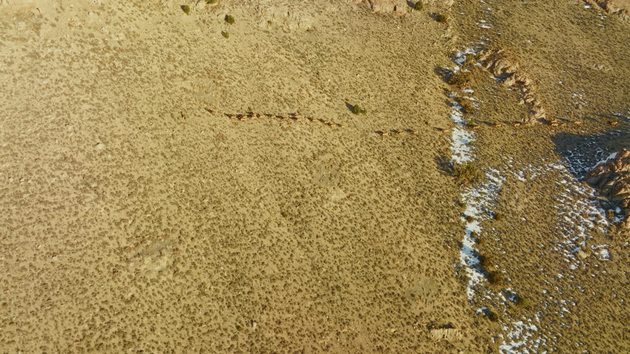 Drone shot of a herd of elk walking through the Nevada high desert at sunset. Aerial shot, camera follows