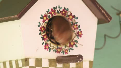 southern house wren bird (troglodytes musculus) feeding nestlings small insects in a nest box