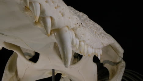 cocodrilo cráneo cerca de dientes macro