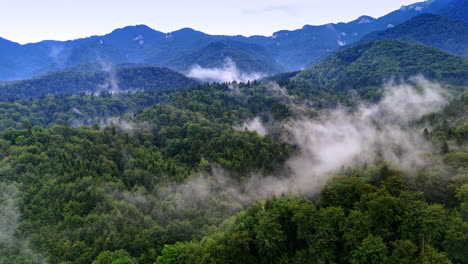 misty mountains, lush forests. lush green forests blanket the mountains, with mist weaving through the treetops during the early morning hours