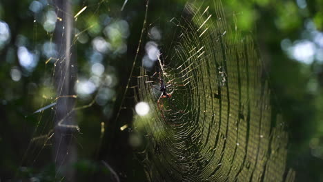 spider on the web with blurred background - close up