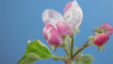 macro time lapse apple tree flowers blooming on blue screen