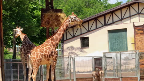 giraffes basking in the sun. two giraffes stand under a shelter, basking in sunlight near their enclosure at the zoo during the day