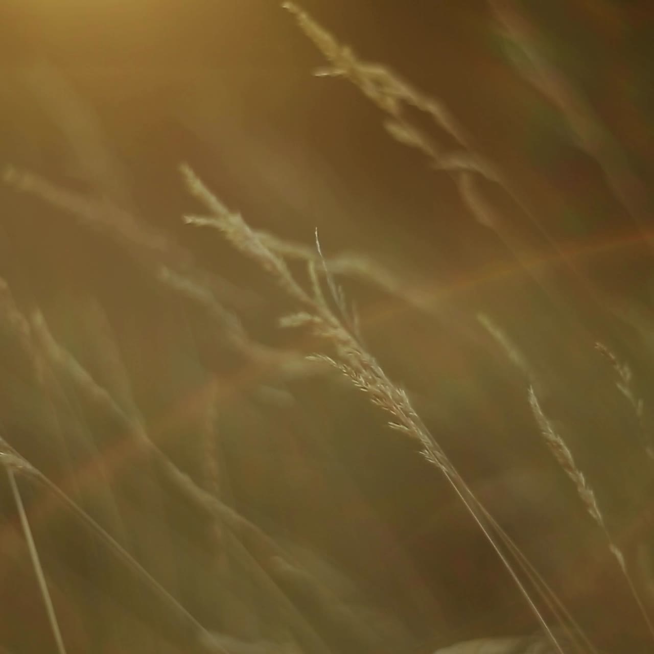 Grass Against Sunlight. Close up of the green summer grass with sunlight