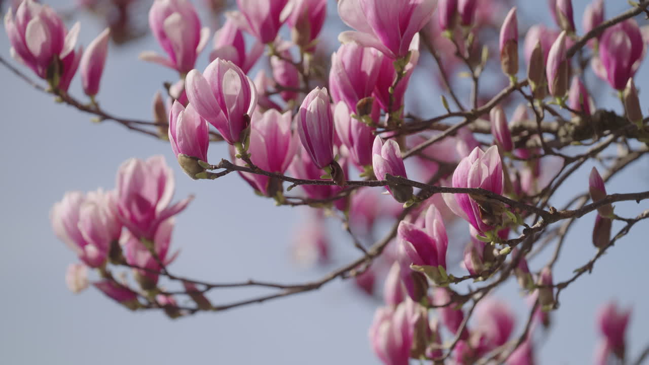 las flores de un árbol de magnolia en primavera