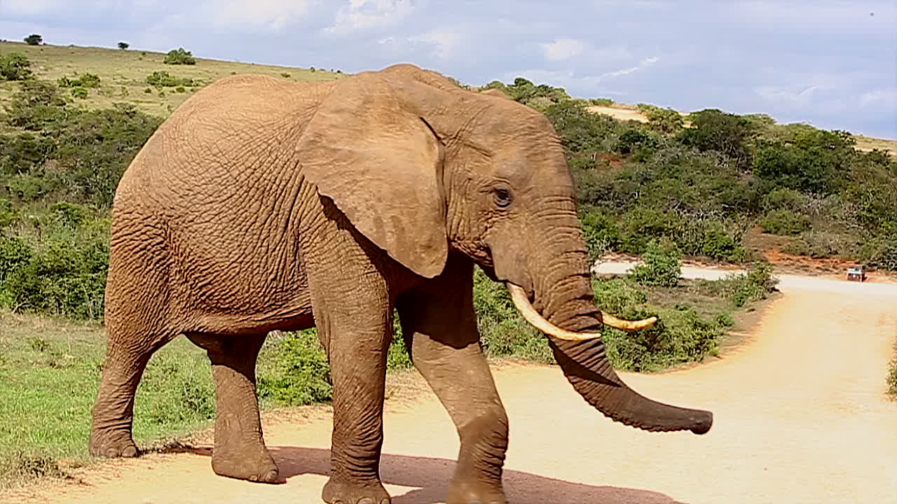 gran elefante toro africano caminando, parque de elefantes addo