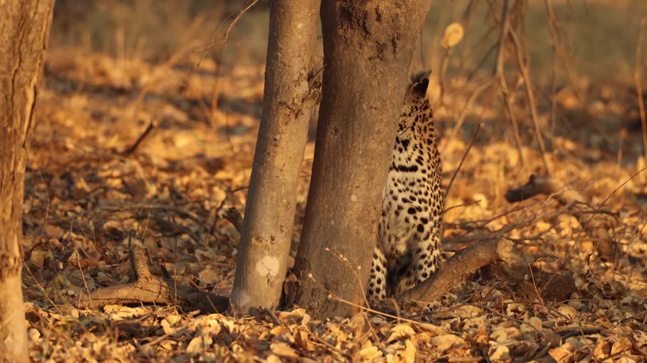 clip de primer plano de un leopardo en luz dorada escaneando la copa del árbol antes de saltar, khwai, botswana