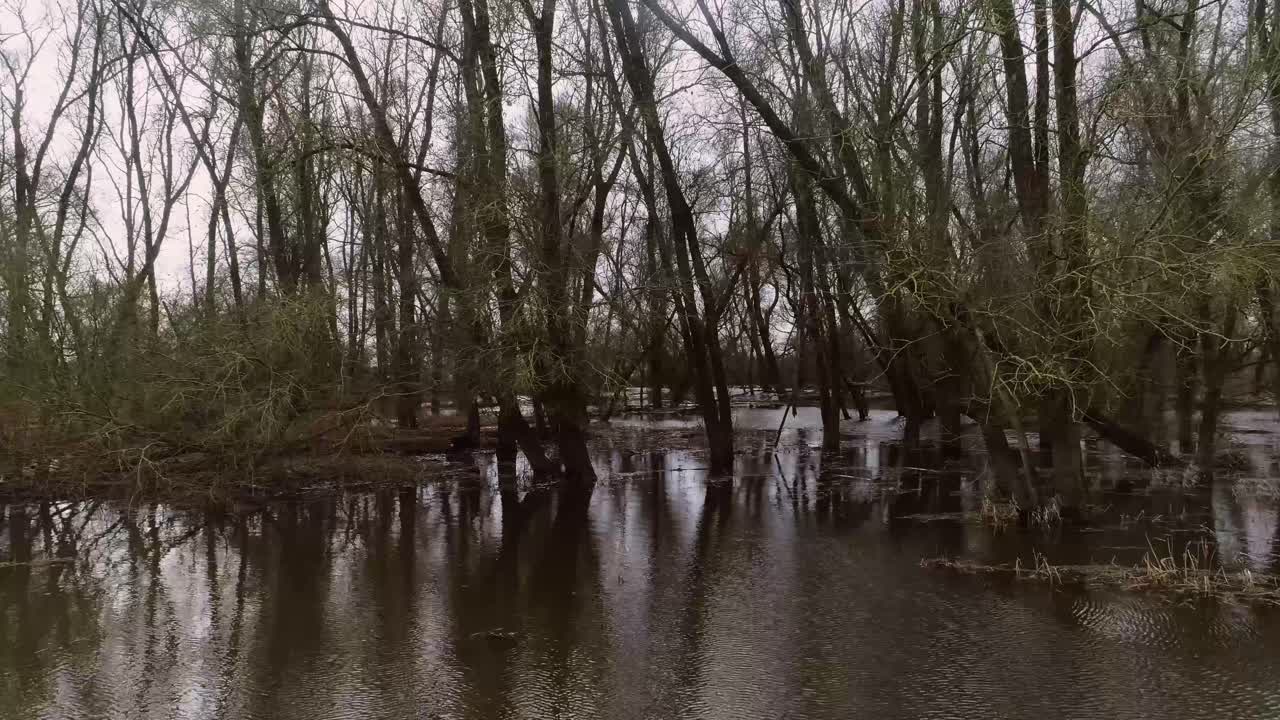 Drone shot of trees in water in natural swamp
