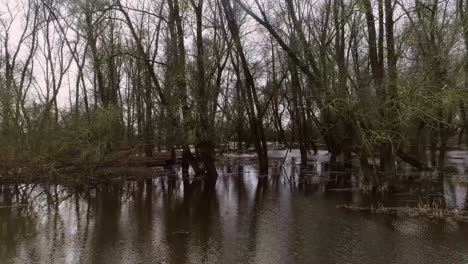 Drone-shot-of-trees-in-water-in-natural-swamp