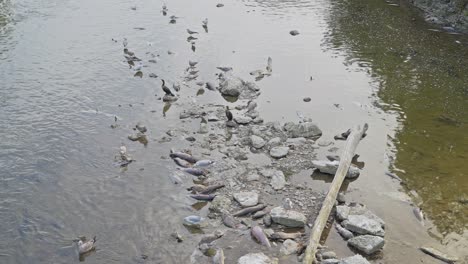 birds gather on a rocky riverbank picking at dead salmon during the salmon run in a natural scene