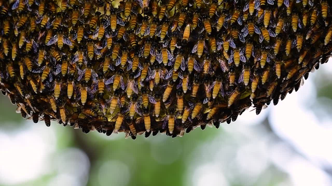 se sabe que las abejas melíferas gigantes construyen grandes colonias de nidos con bolsillos simétricos hechos de cera para almacenar miel como fuente de alimento.